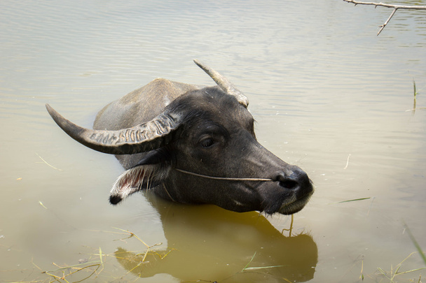 Buffalo, su aygırı, - Fotoğraf, Görsel