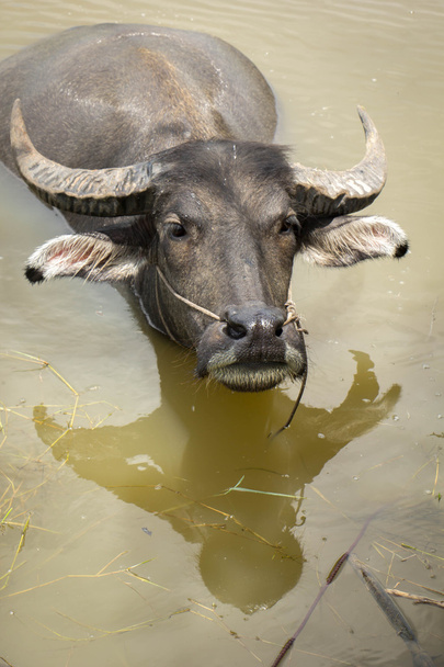 búfalo, búfalo aquático
, - Foto, Imagem