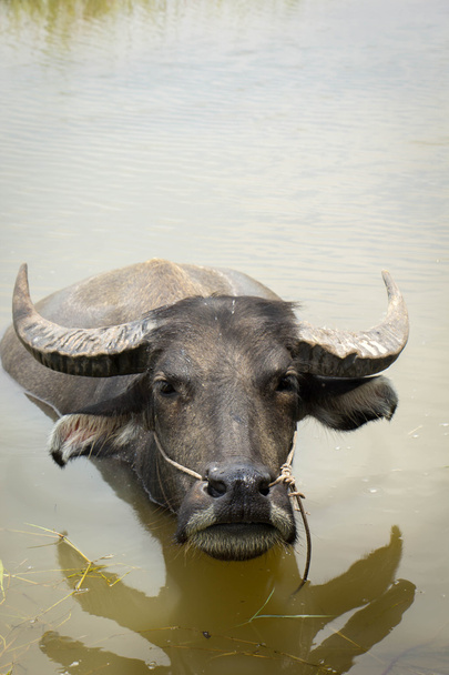 Buffalo, su aygırı, - Fotoğraf, Görsel