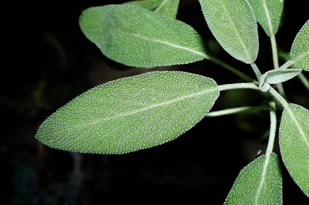 Salvia (sábio, também chamado de sálvia de jardim, ou sálvia comum
) - Foto, Imagem