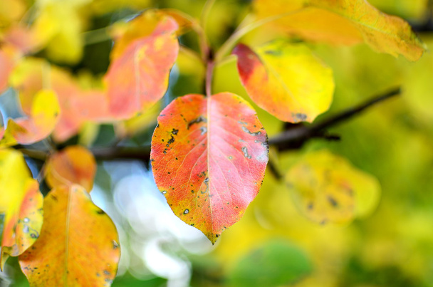 Red and yellow leaves on the pear tree. - Foto, Imagen