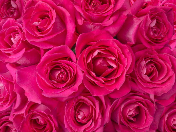 Fond de bouquet de roses rose foncé
 - Photo, image