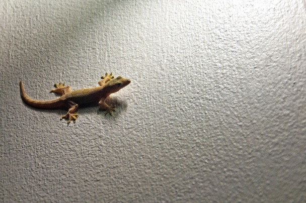 Маленькая ящерица на стене в свете фонаря
 - Фото, изображение
