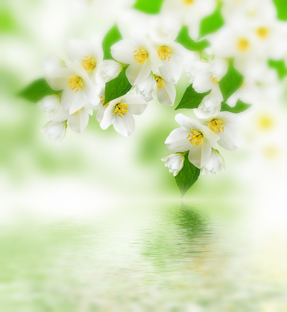 Frühlingslandschaft mit zarten Jasminblüten - Foto, Bild