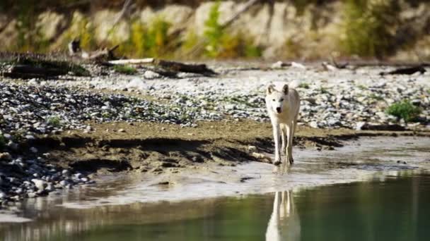  Wolf durch Wald Wildnis Fluss - Filmmaterial, Video