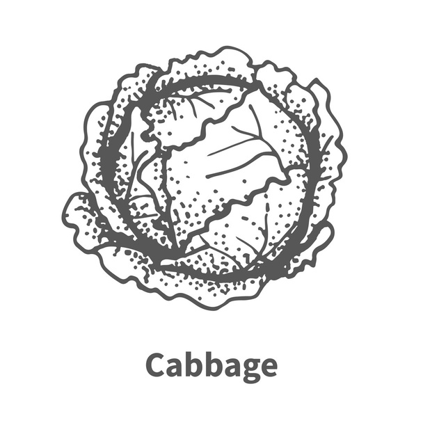 Vector illustration hand-drawn cabbage - Vettoriali, immagini
