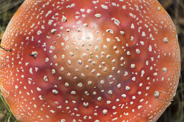 Lennä amanita-sienellä
  - Valokuva, kuva