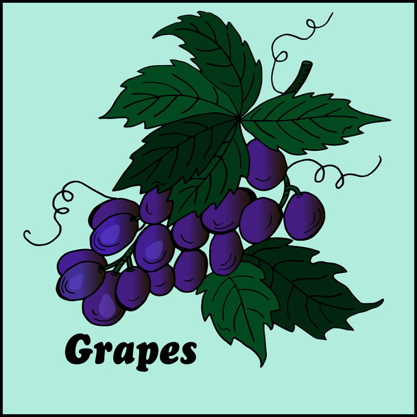 High quality original Colored grape - Διάνυσμα, εικόνα