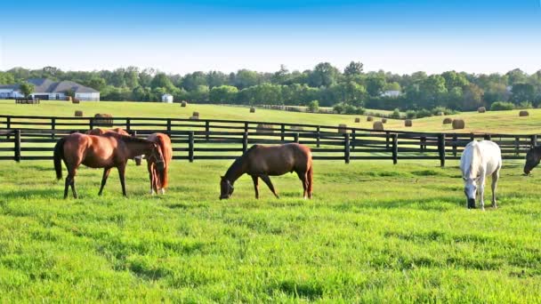Cavalos pastando em pastos verdes de fazenda de cavalo. País paisagem de verão
. - Filmagem, Vídeo