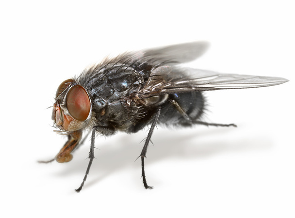 Anatomy of a fly - Photo, Image