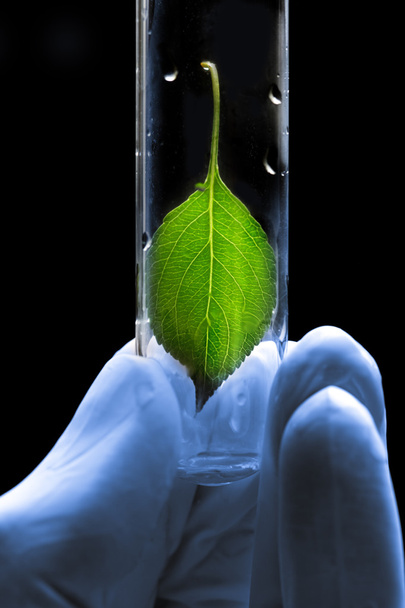 Kéz a gazdaság kémcsőbe növény kesztyű - Fotó, kép