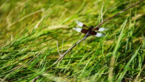 libélula sobre hierba verde  - Imágenes, Vídeo