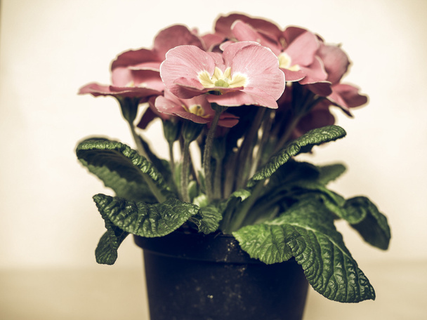 Pink Primrose flower vintage faded - Foto, afbeelding