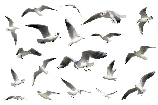 Conjunto de aves voadoras brancas isoladas. gaivotas
 - Foto, Imagem