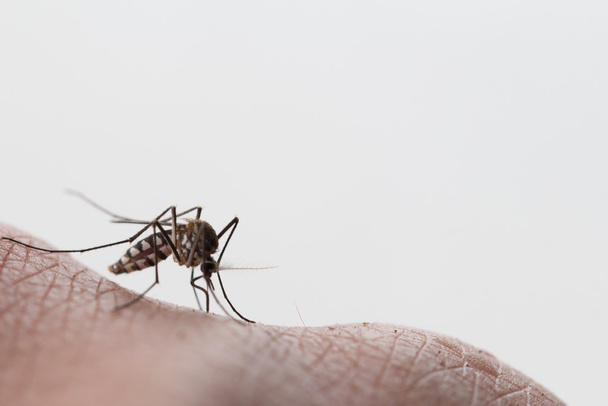 Zanzara Aedes aegypti. Chiudere una zanzara succhiare il sangue umano, malattie trasmesse da vettori zanzare, Chikungunya.Febbre dengo.Rift Valley febbraio.Febbre gialla.Zika.Zanzara sulla pelle
 - Foto, immagini