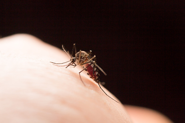 Aedes aegypti mug. Sluit een mug zuigen menselijk bloed, mug vectorziekten, Chikungunya.Dengue koorts.Rift Valley koorts.Gele koor.Zika.Mug op de huid - Foto, afbeelding