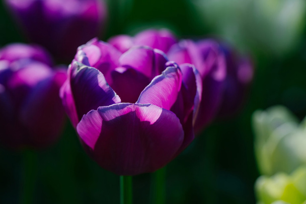 violet tulip flowers closeup - Photo, Image