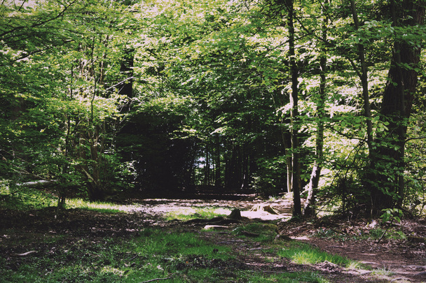Прогулка по сельской местности с тропинкой, извивающейся через деревья
 - Фото, изображение