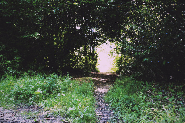 Тропа окружена деревьями с обеих сторон Винтажный ретро-фильтр
. - Фото, изображение