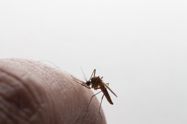 Aedes aegypti. İnsan kanı emen bir sivrisinek, vektör kaynaklı hastalıklar, Chikungunya. Dang humması. Rift Vadisi humması. Sarı humma. Zika.. - Fotoğraf, Görsel