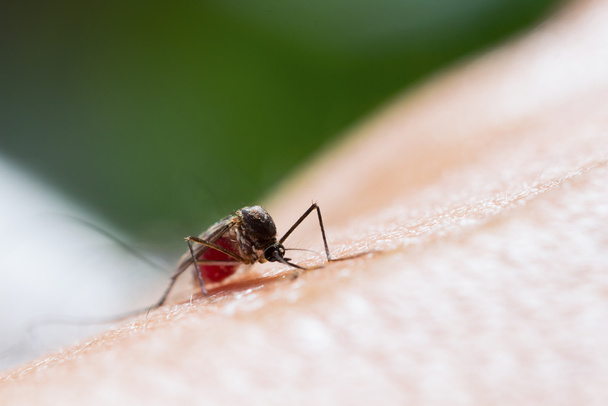 Zanzara Aedes aegypti. Chiudere una zanzara succhiare il sangue umano, malattie trasmesse da vettori zanzare, Chikungunya.Febbre dengo.Rift Valley febbraio.Febbre gialla.Zika.Zanzara sulla pelle
 - Foto, immagini