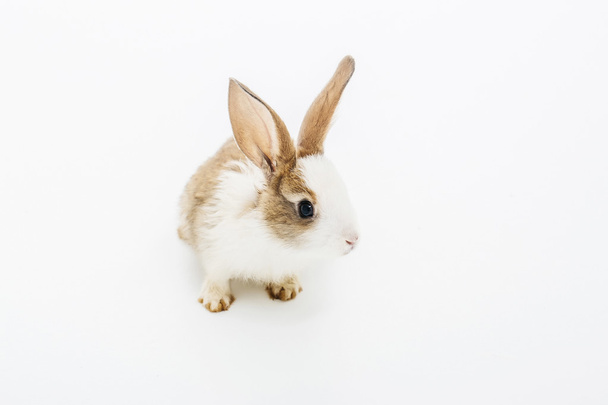 Little rabbit on white - 写真・画像