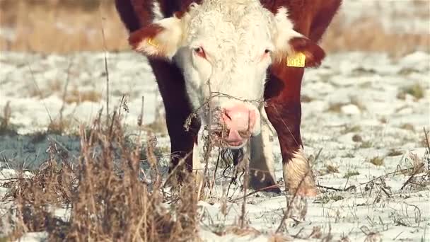 Highland Cattle searching for food and eating in winter - Footage, Video
