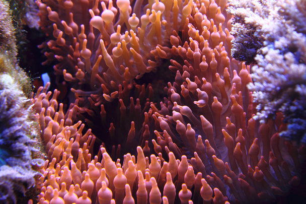 fondo de coral
 - Foto, imagen