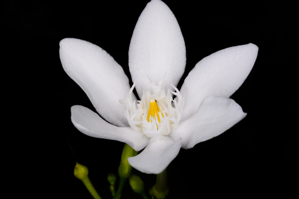 Wruthtia antitidysenterica біла квітка квітки
 - Фото, зображення