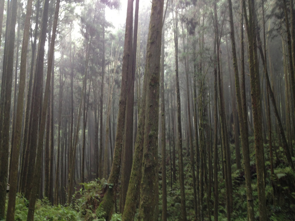 Alishan, ciudad de Chiayi, bosque primitivo de Taiwán
 - Foto, Imagen