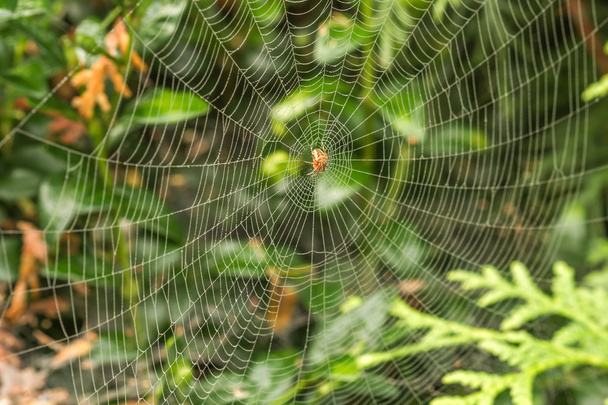 Araña en la mañana
 - Foto, Imagen