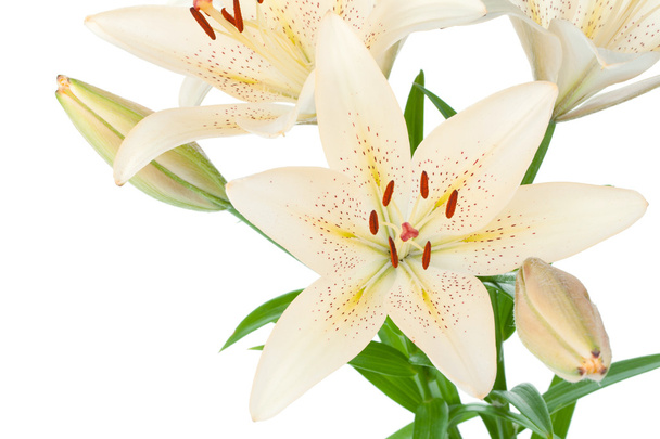 White lily closeup - Photo, Image