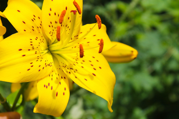 Лили в саду
 - Фото, изображение