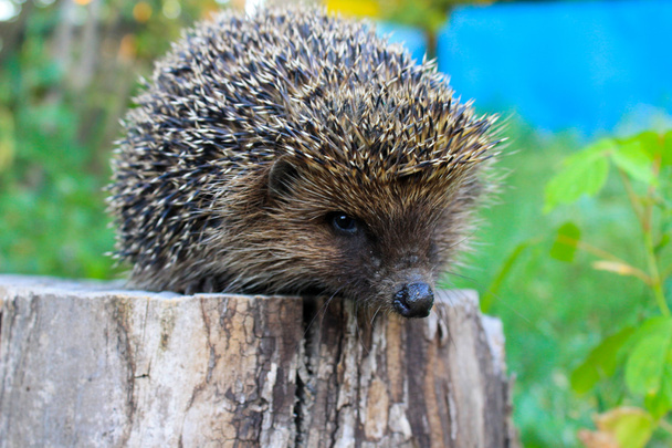 Hedgehog em log
 - Foto, Imagem