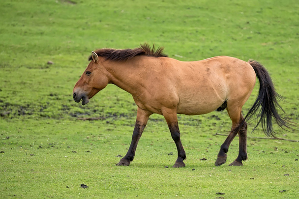 Il cavallo di Przewalski in fuga
  - Foto, immagini