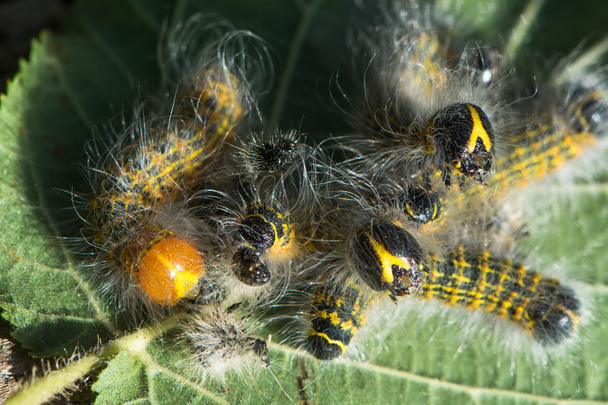 Buff-Tip-Motte (Phalera bucephala) Raupen vor und nach der Häutung - Foto, Bild