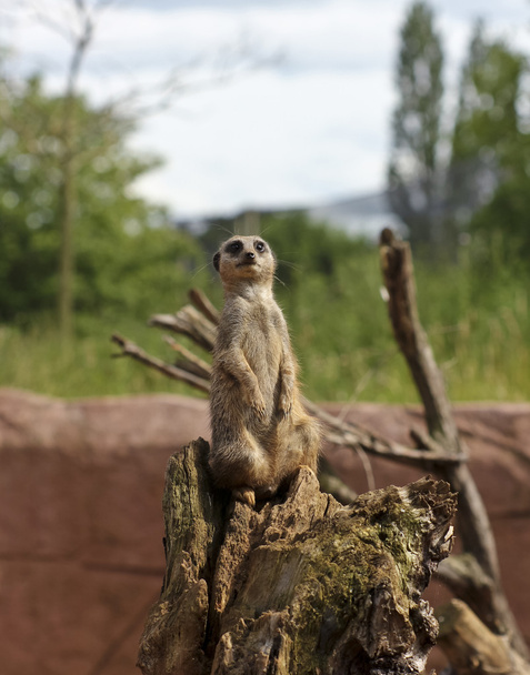 alert wartownik meerkat, aby ostrzegać o niebezpieczeństwie - Zdjęcie, obraz