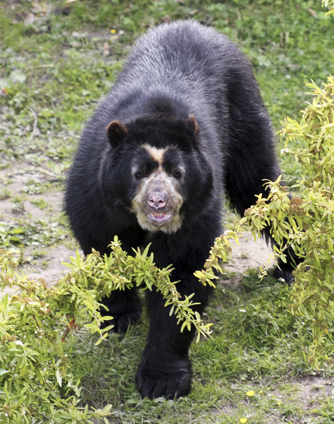 Очковий ведмідь в хмарний ліс - Фото, зображення