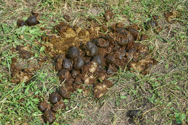 Horse manure in the grass - Photo, Image
