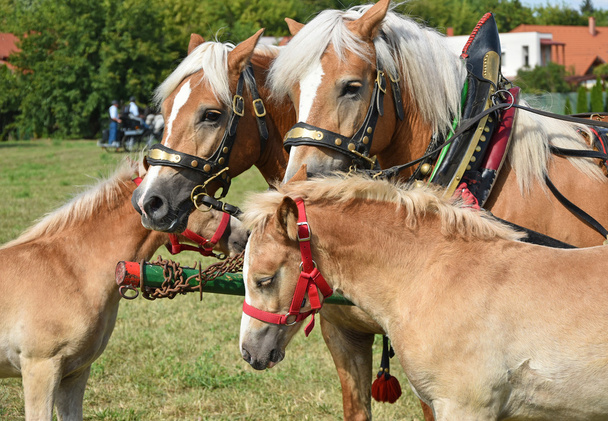 Famille de chevaux en été
 - Photo, image