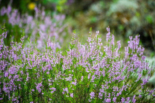 Orman heather çiçek ve bahar çiçekleri - Fotoğraf, Görsel