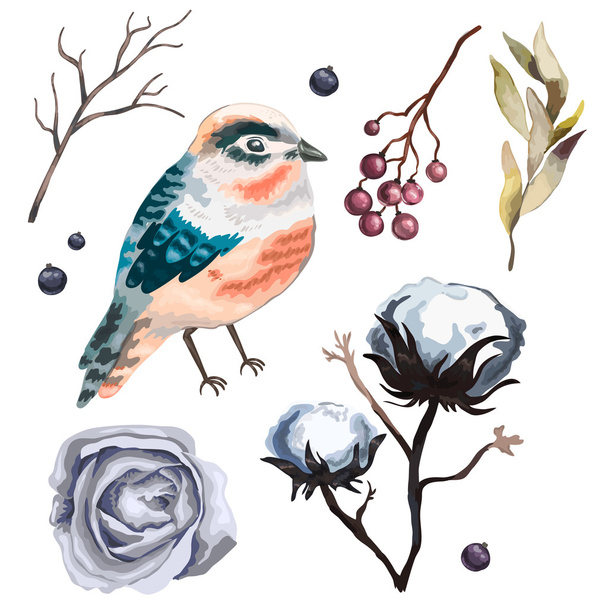 Colección vector flores, ramas, algodón, pájaro
, - Vector, imagen