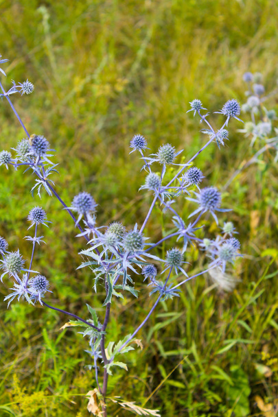 Blue thistle flowers on meadow - Photo, Image