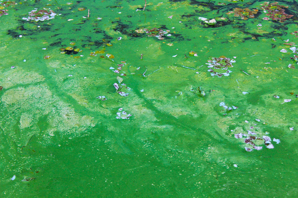 Glony zielone, na powierzchni wody - Zdjęcie, obraz