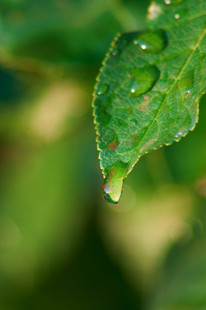 Leaves with dew - Foto, immagini