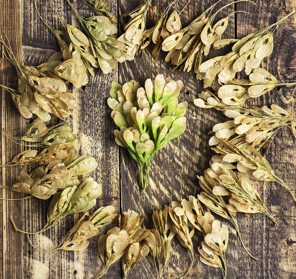 Otoño fondo semillas secas de un arce en textura de madera
 - Foto, imagen