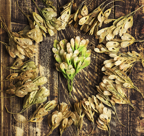Jesienne podłoże suche nasiona klonu na drewniane tekstury - Zdjęcie, obraz