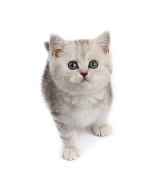 Kitten - Fotografie, Obrázek