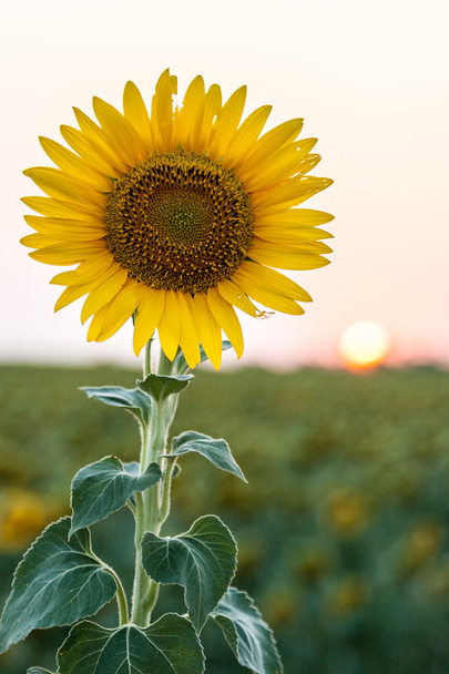 Κοντινό πλάνο του ένα λουλούδι ηλιοτρόπιο στο ηλιοβασίλεμα. - Φωτογραφία, εικόνα