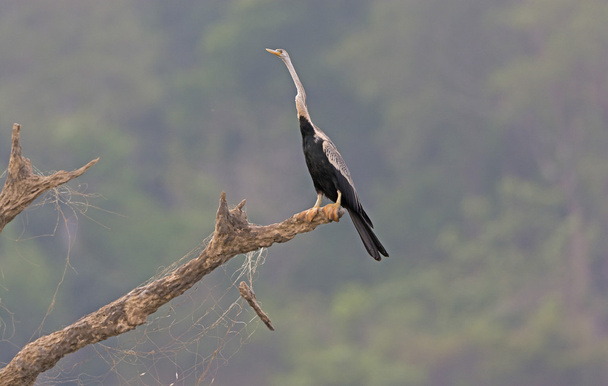 Darter looking for food - Photo, Image